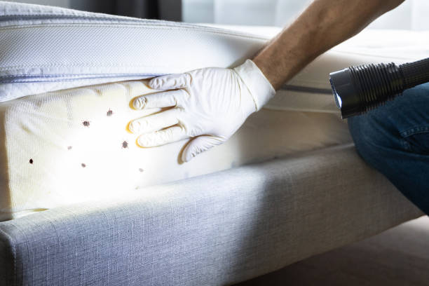 Best Affordable Pest Control Services  in Willcox, AZ
