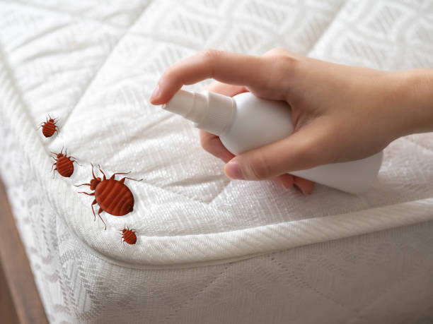 Best Mosquito Control Services  in Willcox, AZ