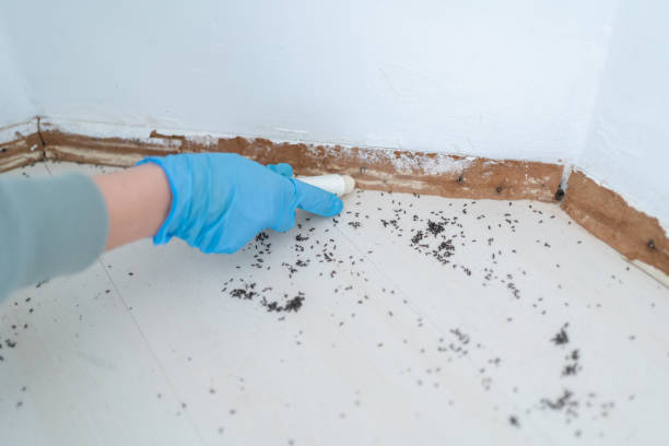 Best Exterminator Services  in Willcox, AZ